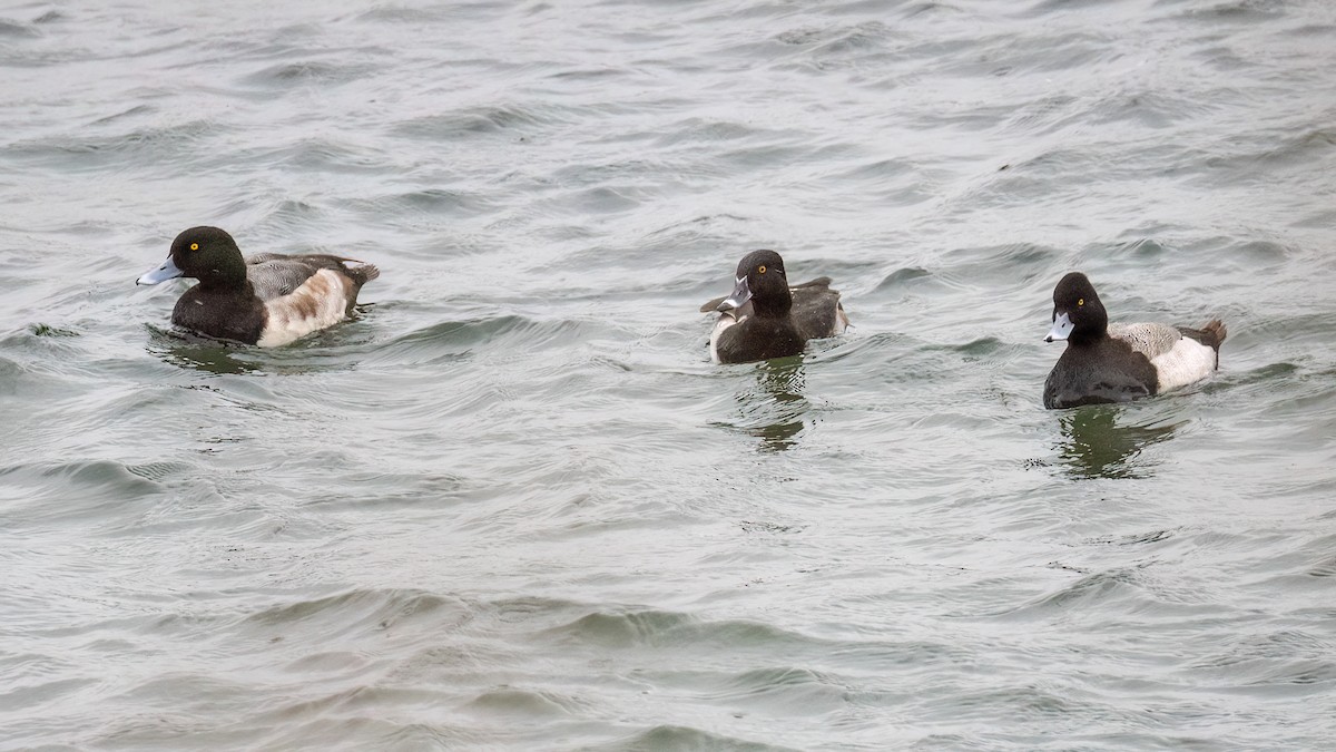 Lesser Scaup - ML646006048