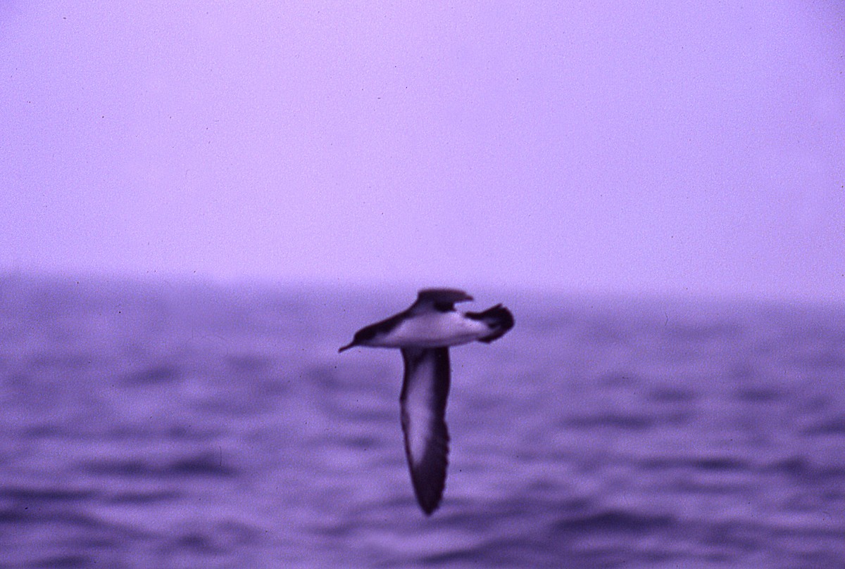 Manx Shearwater - ML646006051