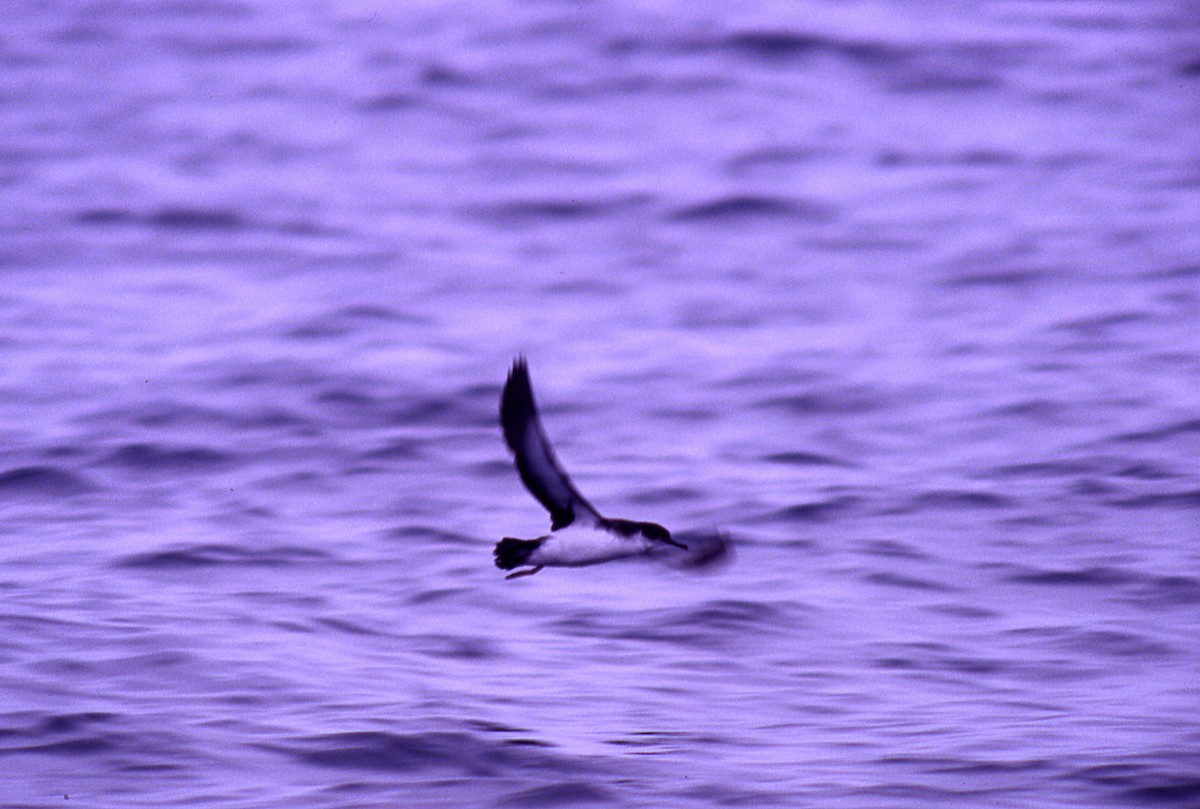 Manx Shearwater - ML646006052