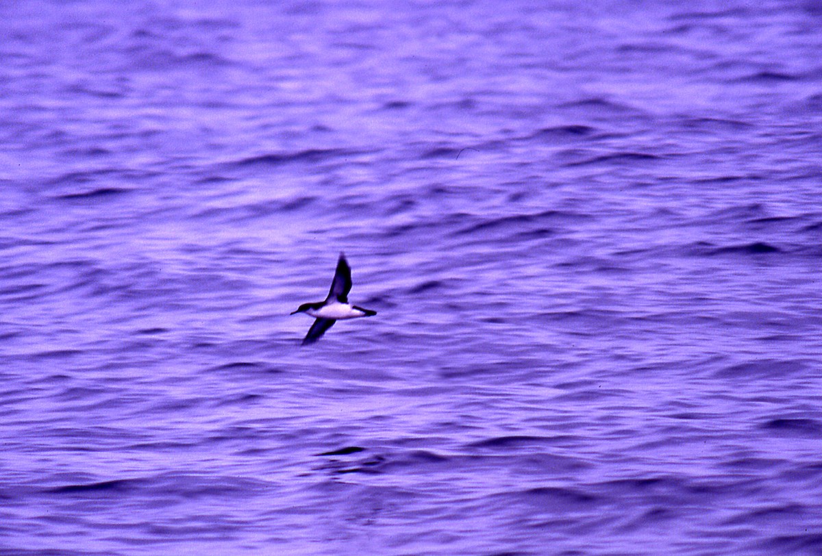 Manx Shearwater - ML646006053