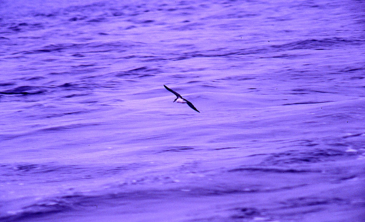 Manx Shearwater - ML646006054