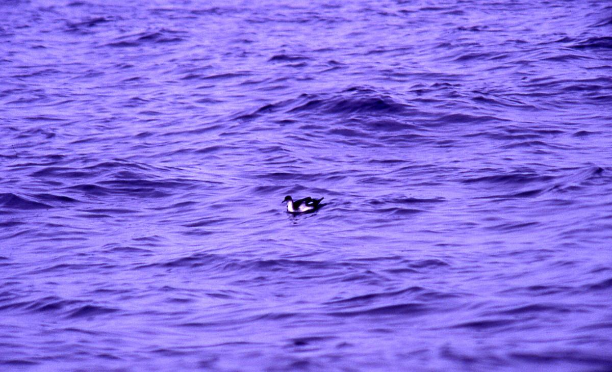 Manx Shearwater - ML646006055