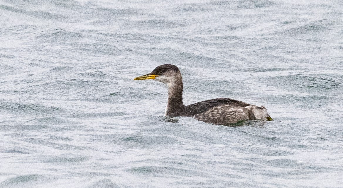 Somormujo Cuellirrojo - ML646006067