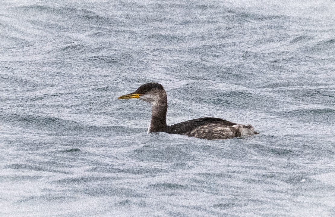 Somormujo Cuellirrojo - ML646006068