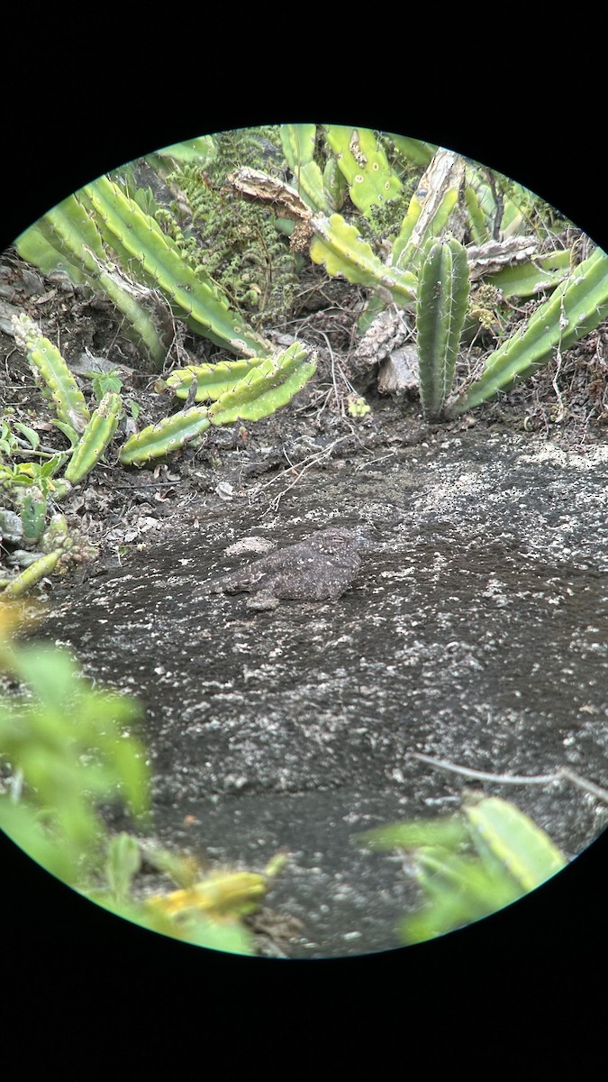 Pygmy Nightjar - ML646006070