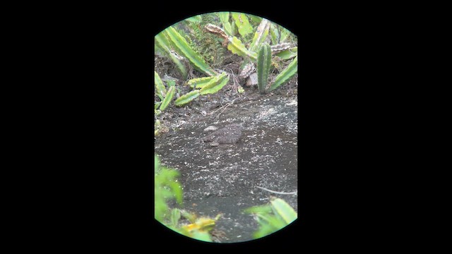 Pygmy Nightjar - ML646006075