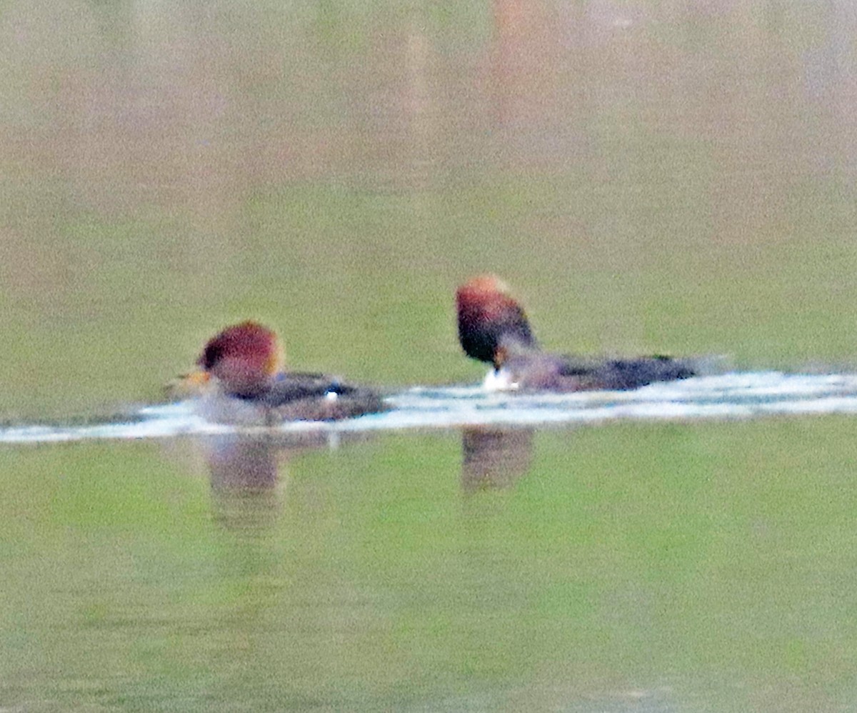 Hooded Merganser - ML646006079