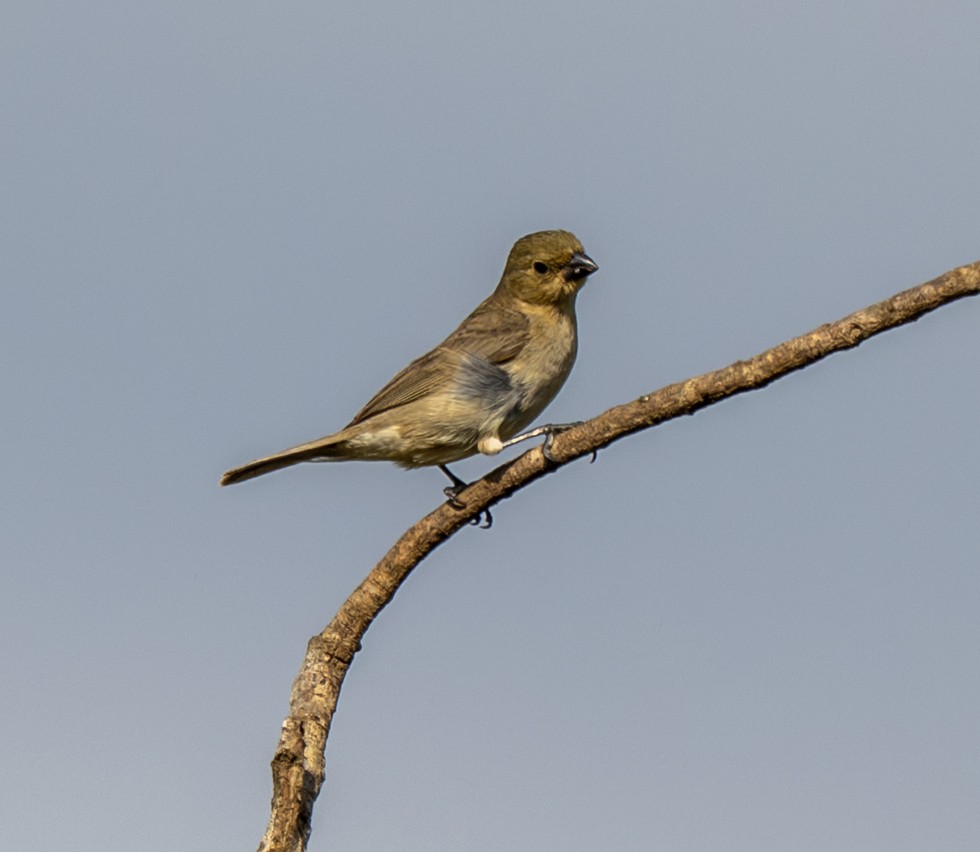 Plumbeous Seedeater - ML646006087