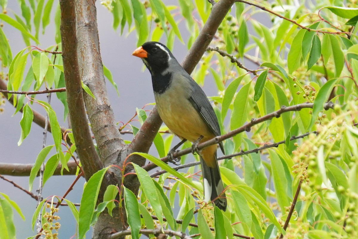 Golden-billed Saltator - ML646006089