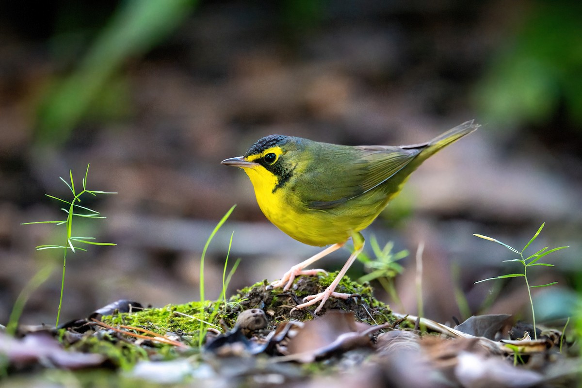 Kentucky Warbler - ML646006090
