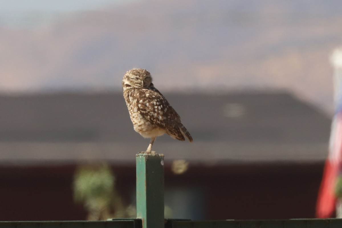 Burrowing Owl - ML646006091