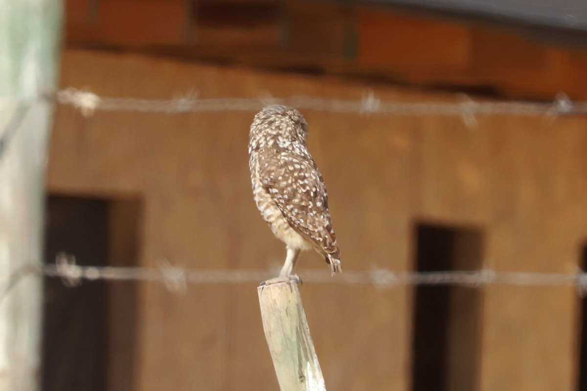 Burrowing Owl - ML646006092