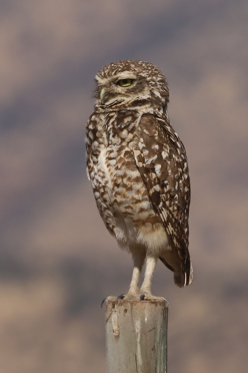 Burrowing Owl - ML646006093