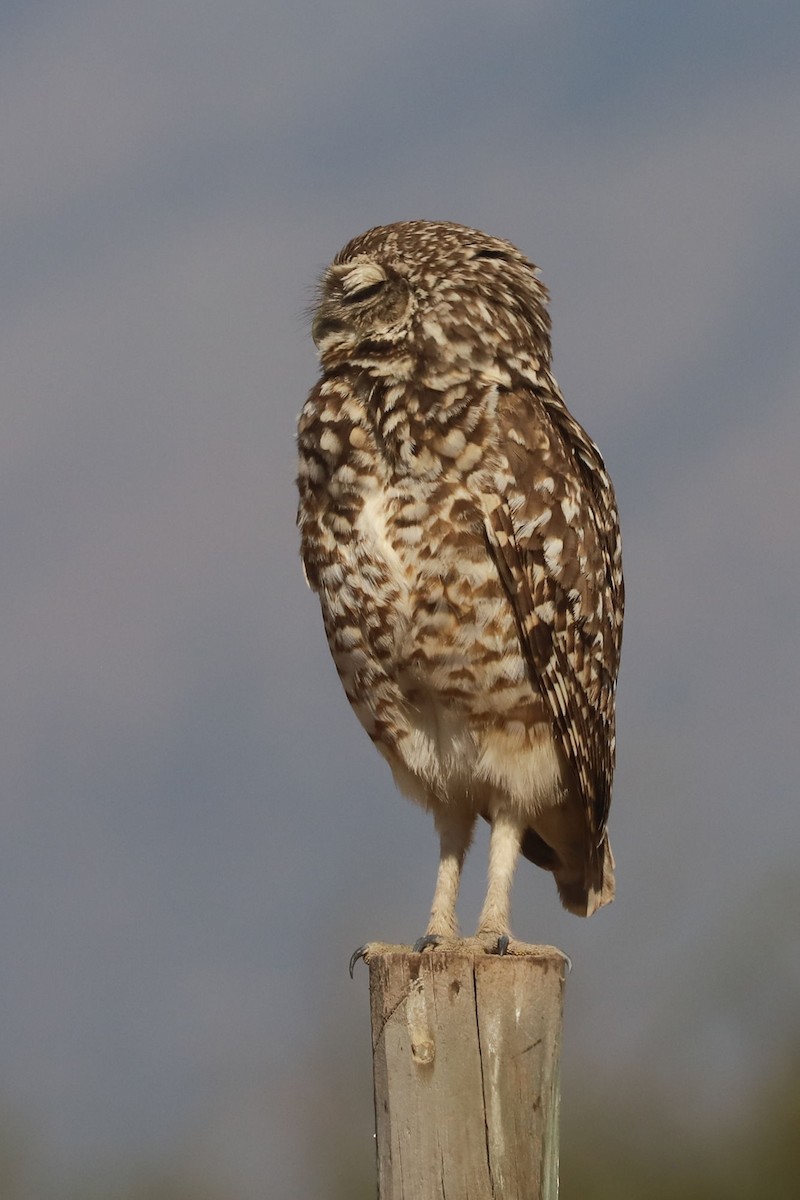 Burrowing Owl - ML646006094