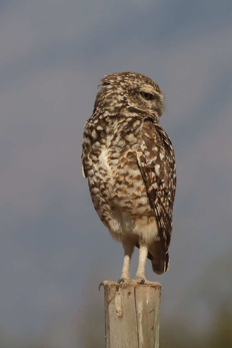 Burrowing Owl - ML646006095