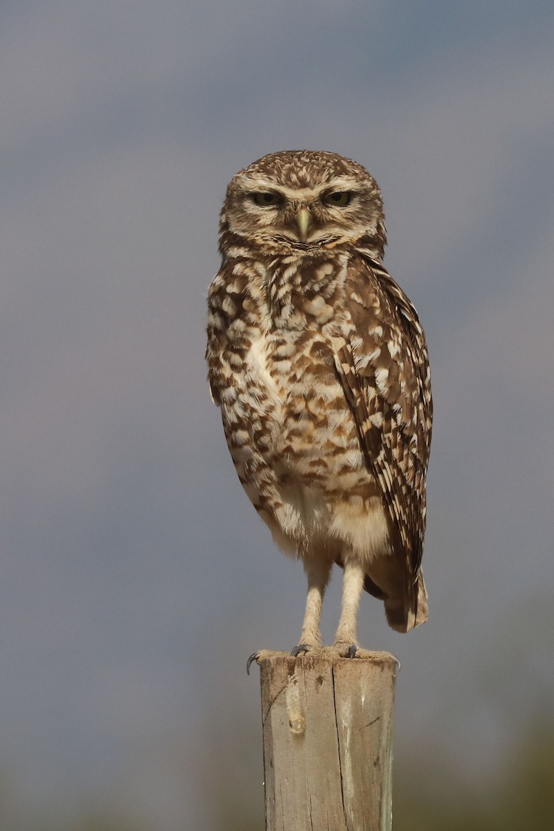 Burrowing Owl - ML646006096