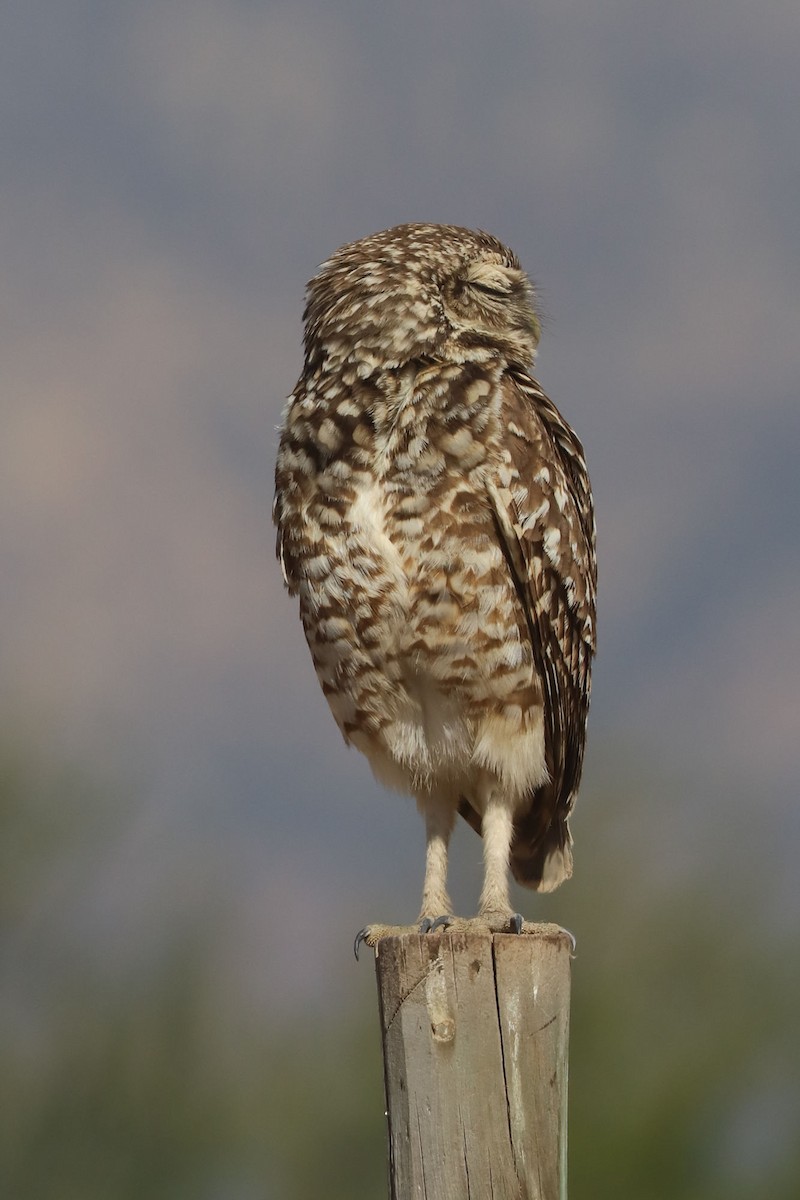Burrowing Owl - ML646006097