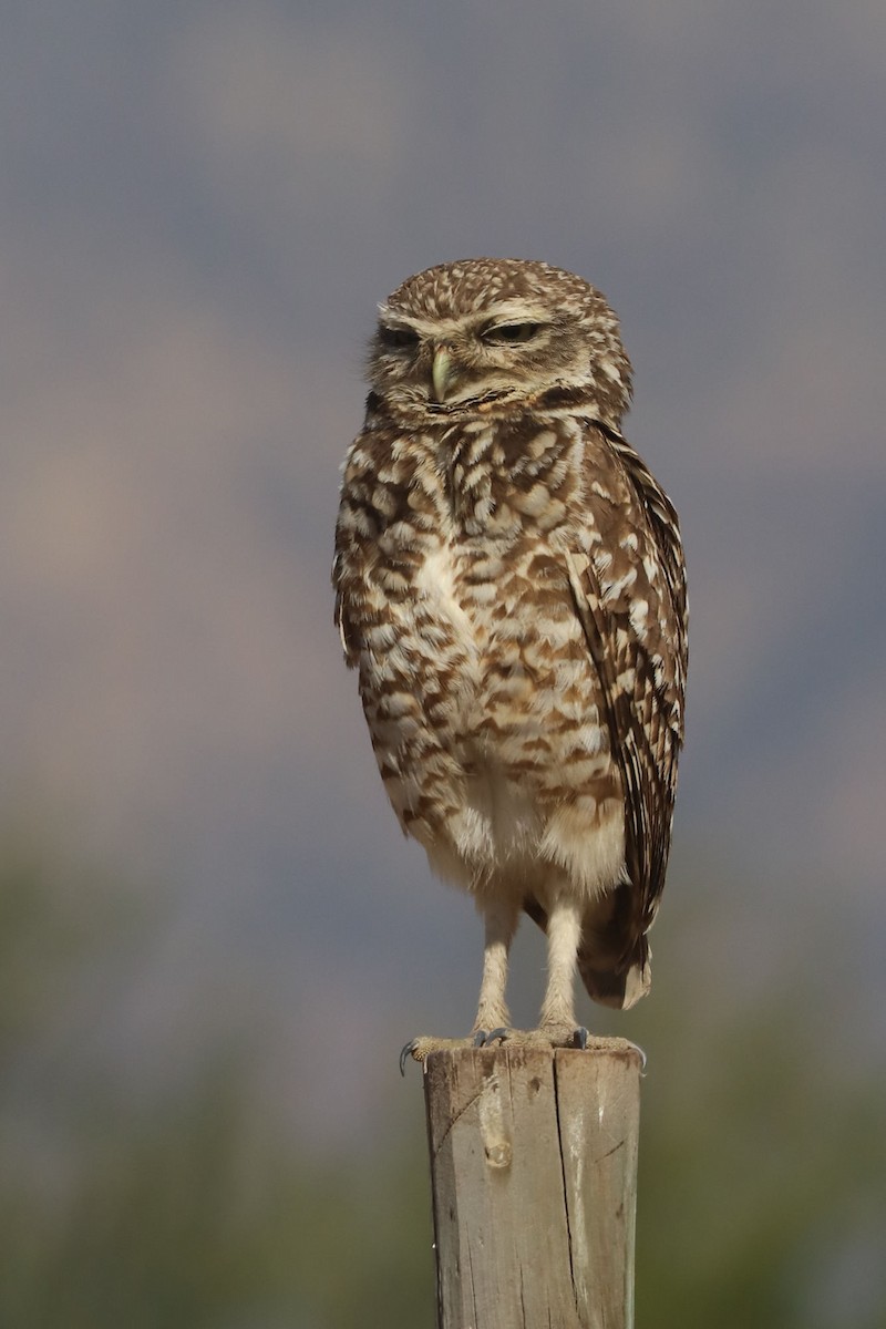 Burrowing Owl - ML646006098