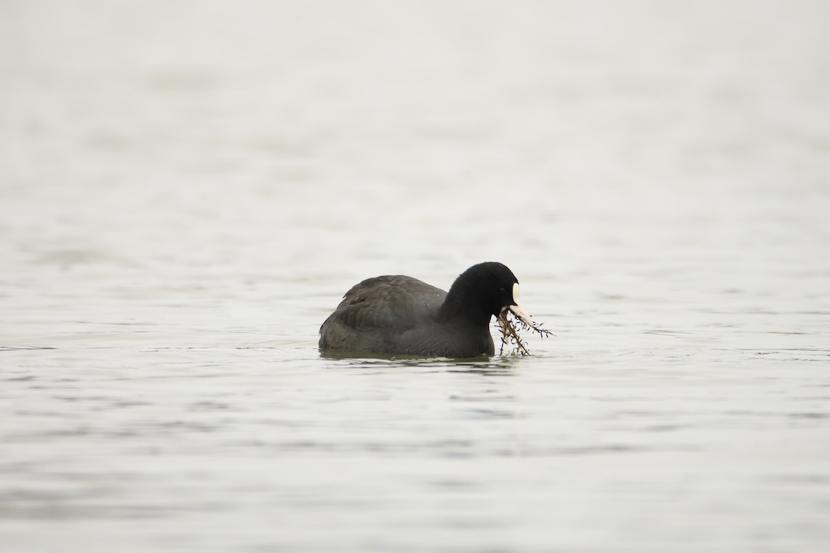 Eurasian Coot - ML646006099
