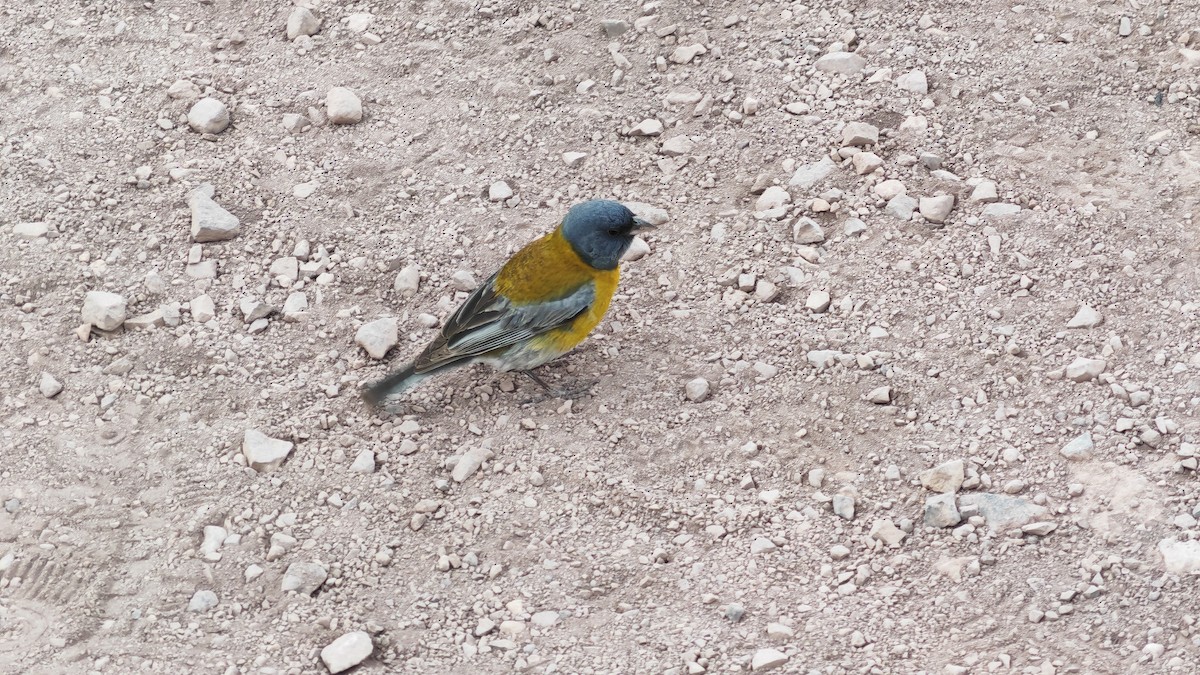 Gray-hooded Sierra Finch - ML646006100