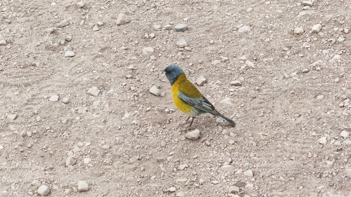Gray-hooded Sierra Finch - ML646006101