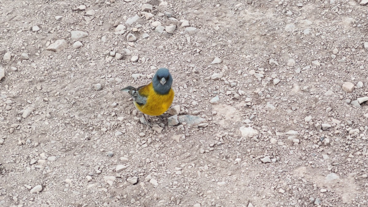 Gray-hooded Sierra Finch - ML646006102
