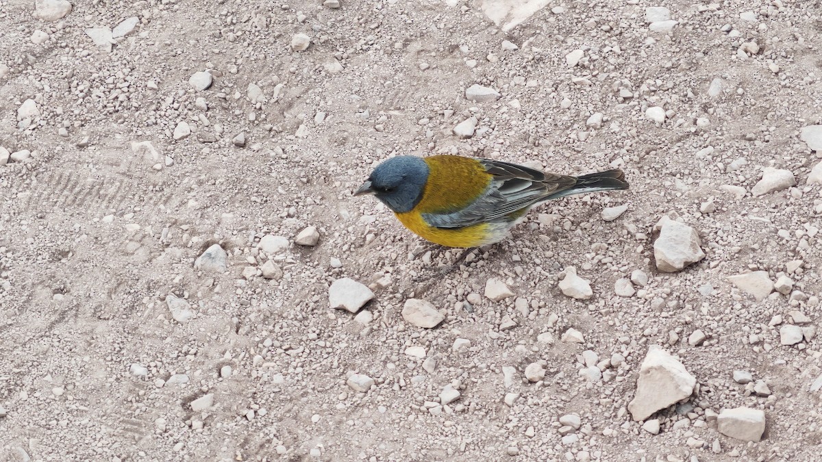 Gray-hooded Sierra Finch - ML646006103