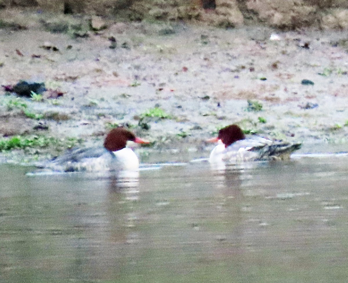 Common Merganser - ML646006105