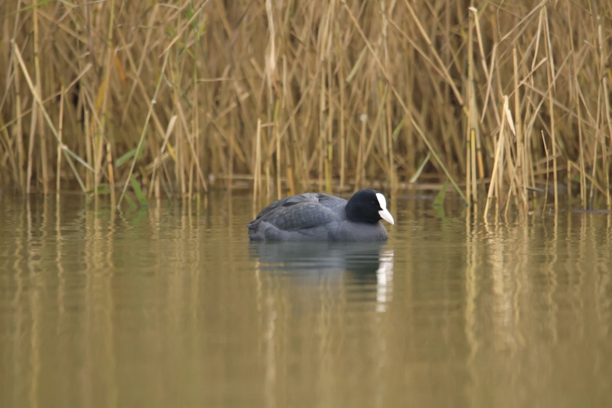 Eurasian Coot - ML646006106