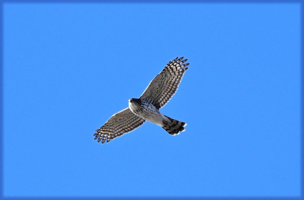 Cooper's Hawk - ML646006107