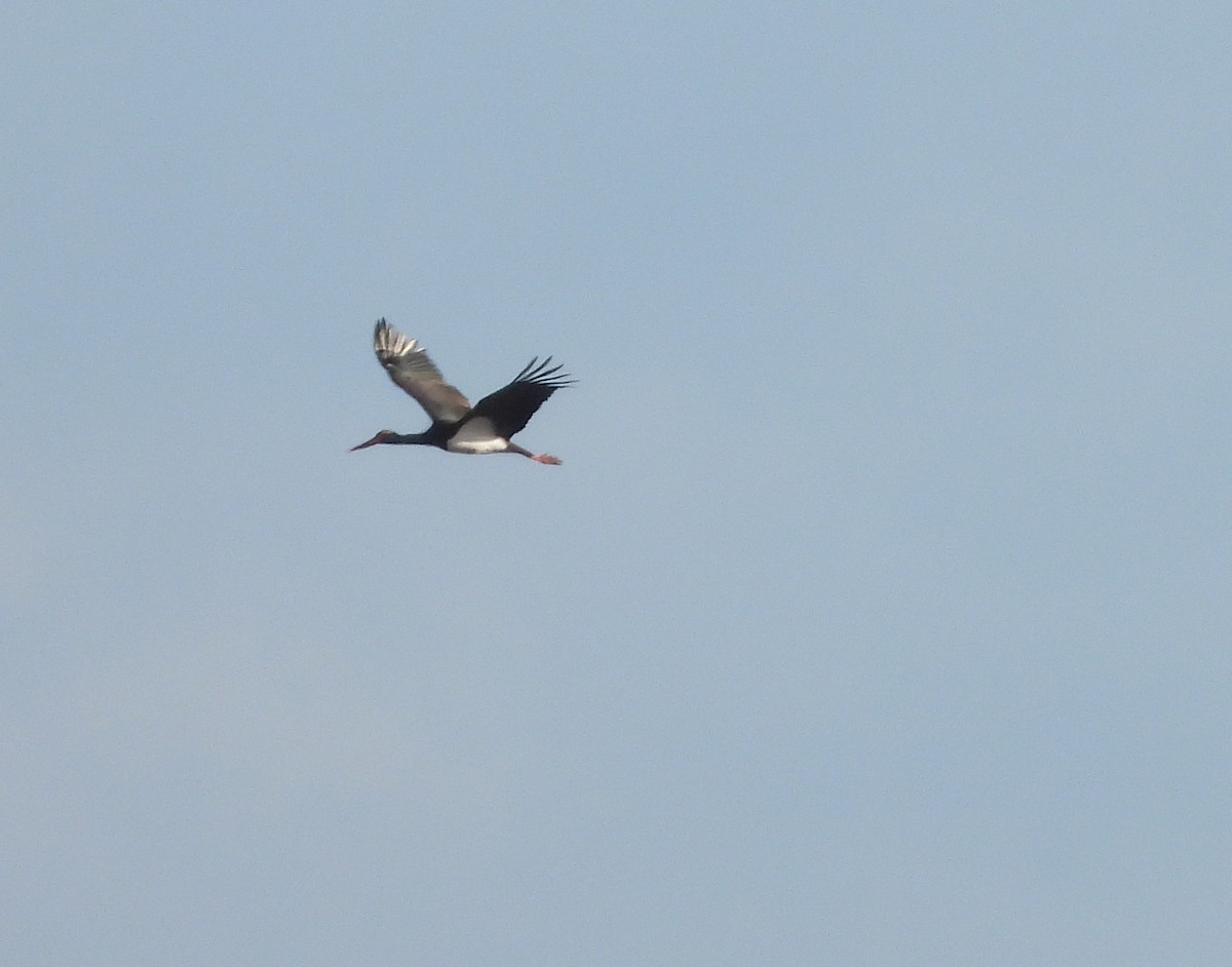 Black Stork - ML646006108