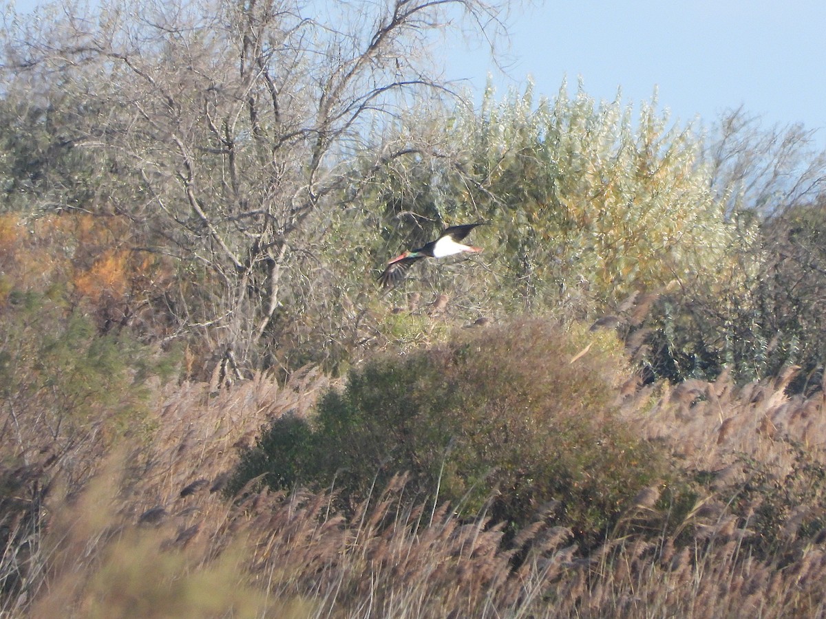 Black Stork - ML646006109