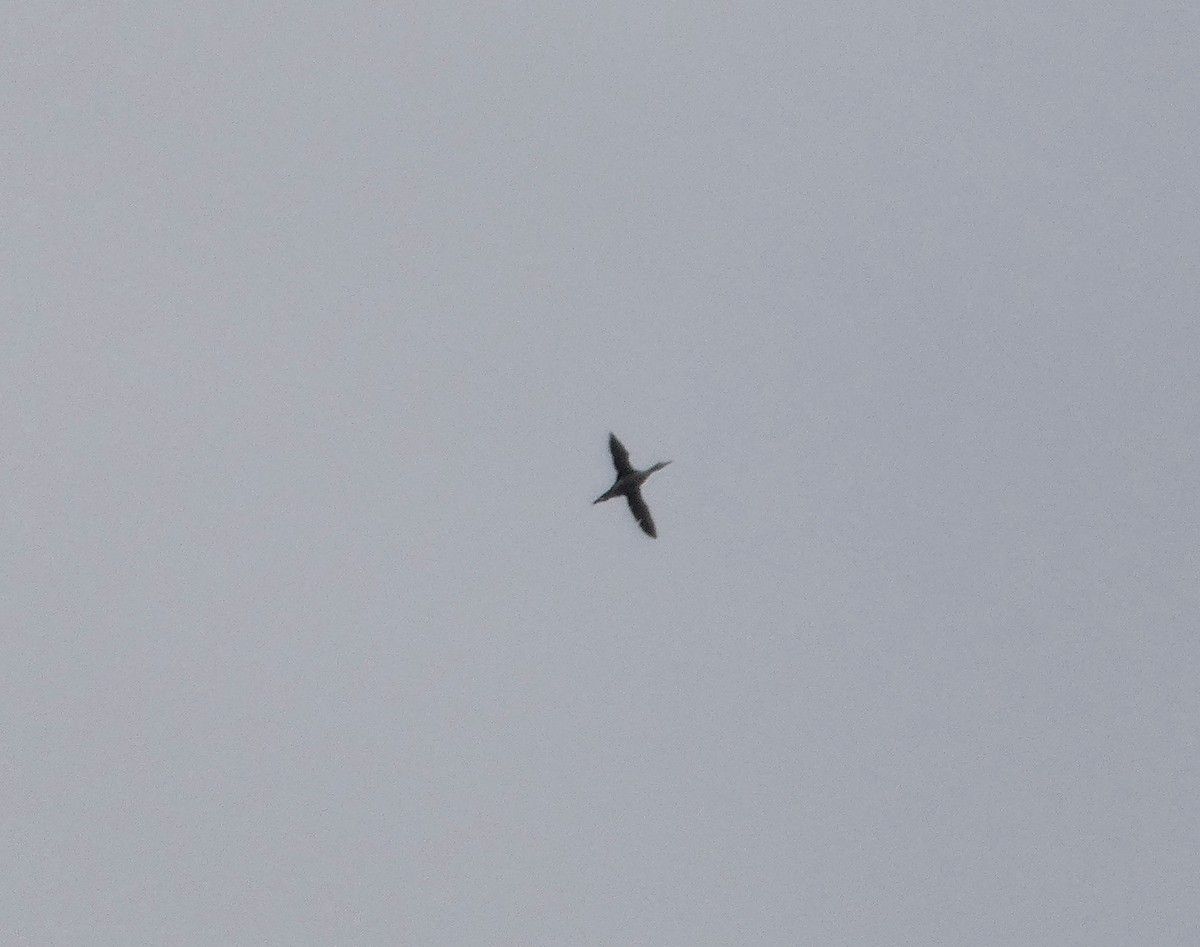 Common Loon - ML646006111