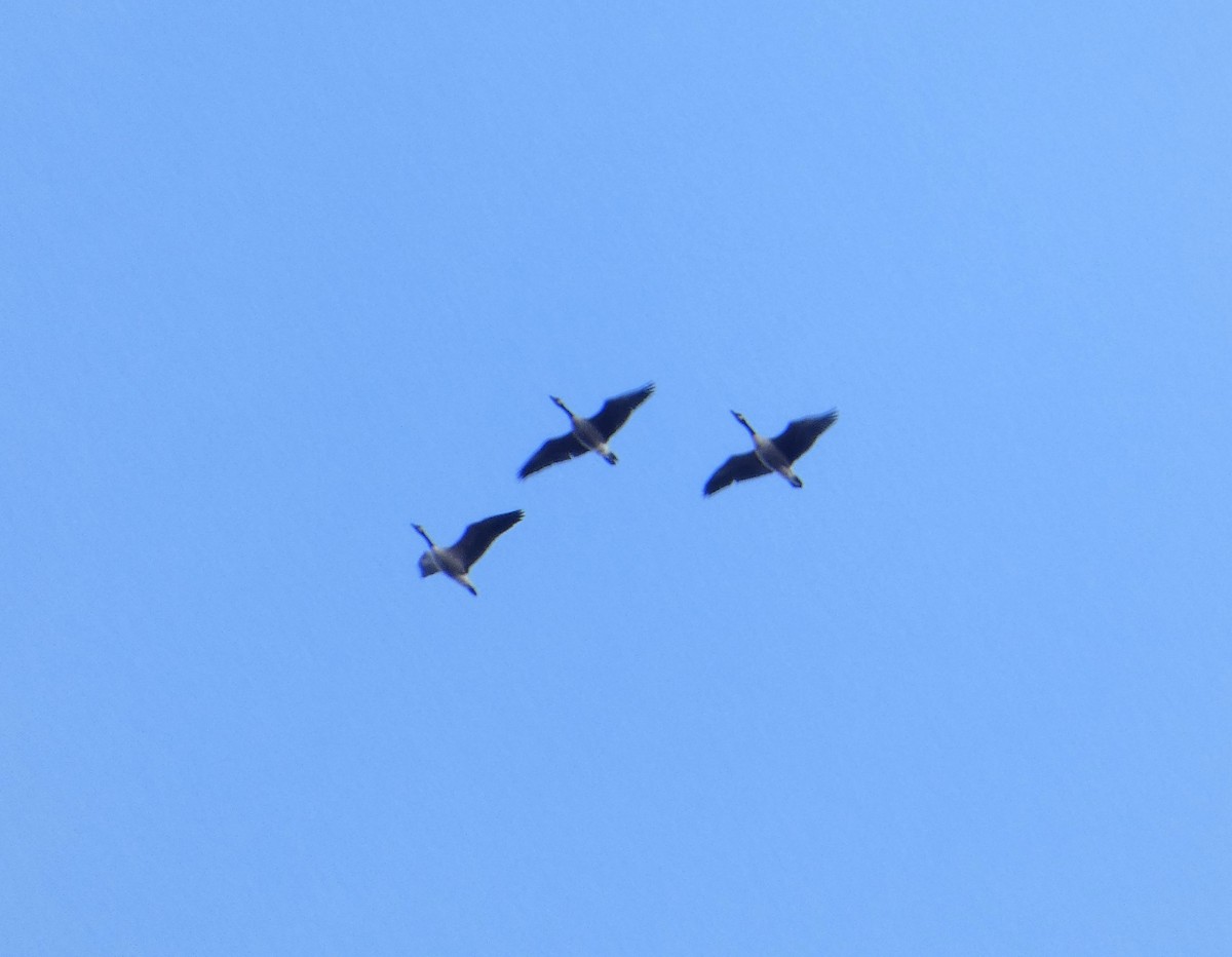 Canada Goose - ML646006119