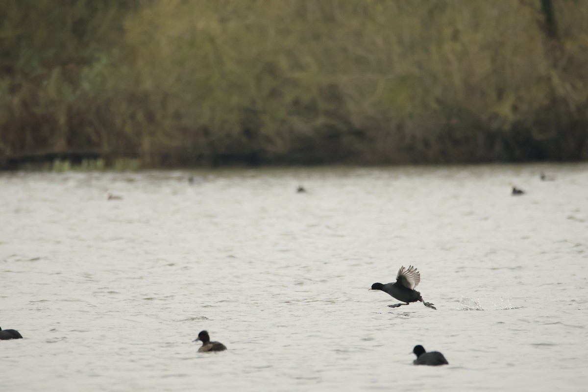 Eurasian Coot - ML646006120