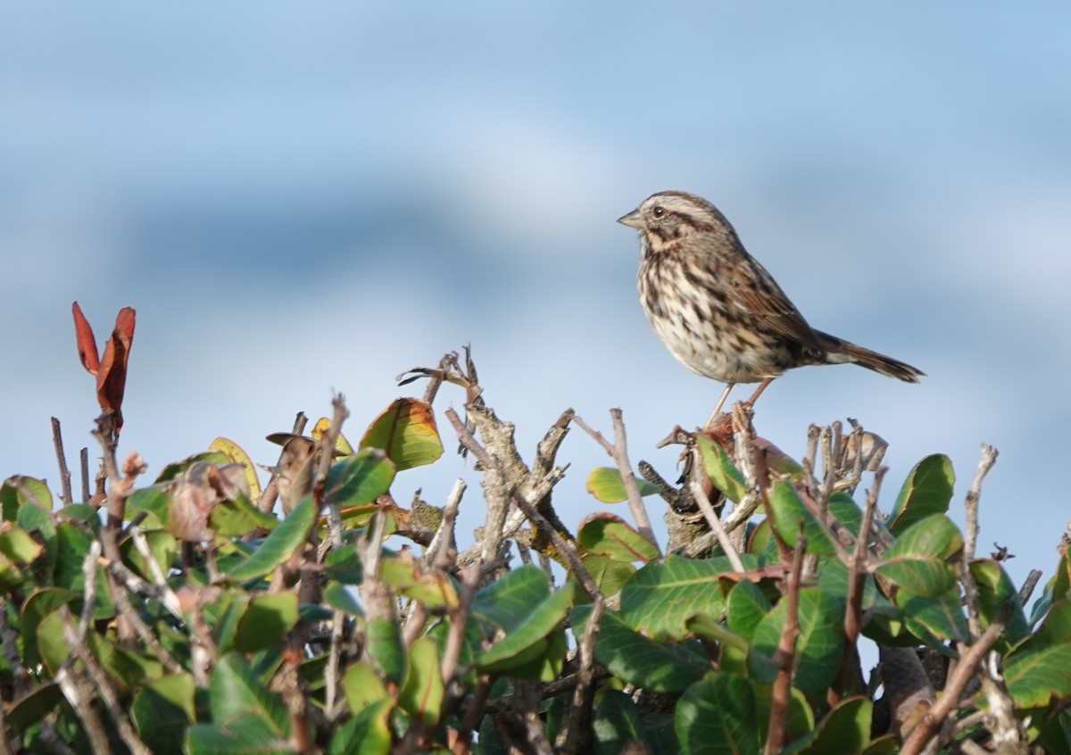 Song Sparrow - ML646006124