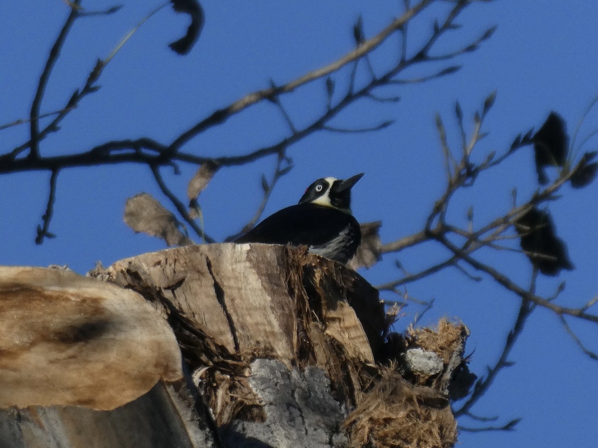 Acorn Woodpecker - ML646006127
