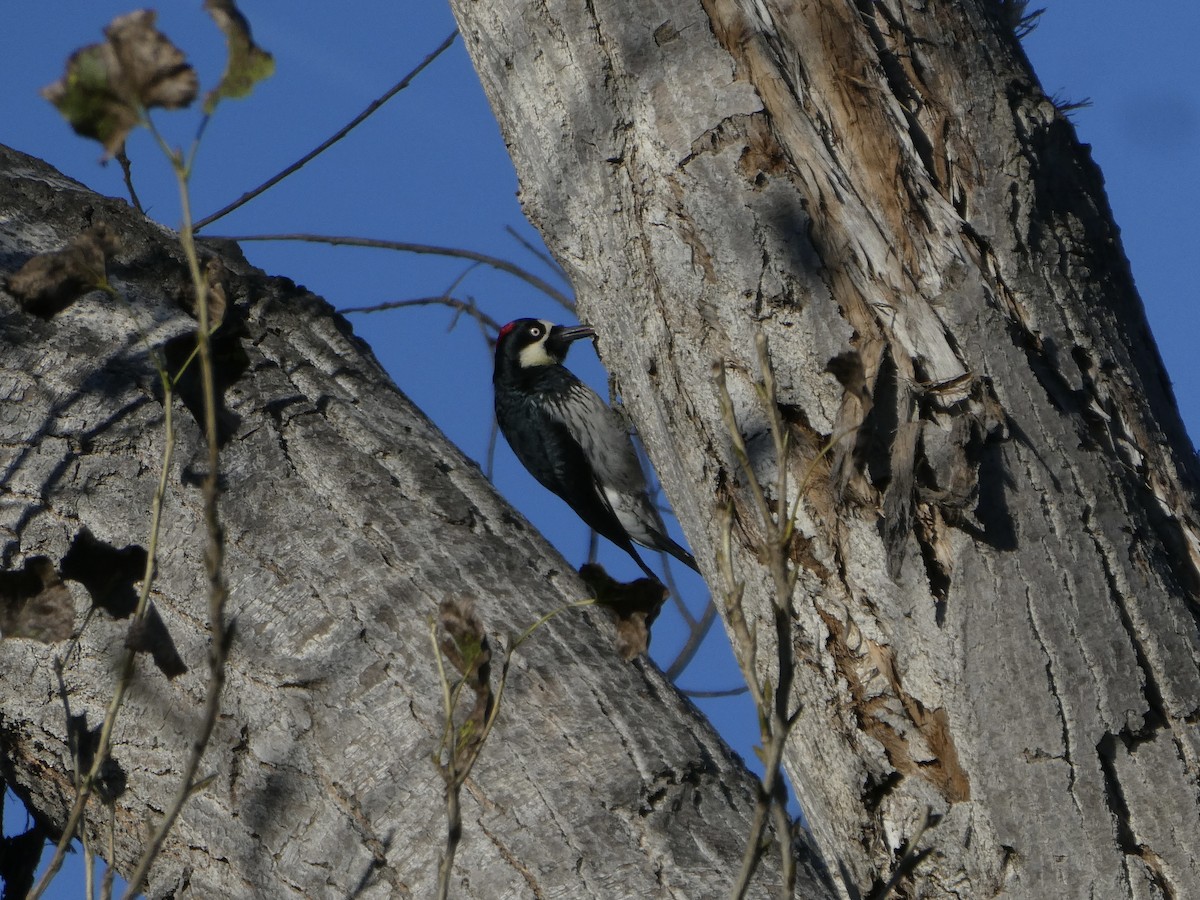 Acorn Woodpecker - ML646006128