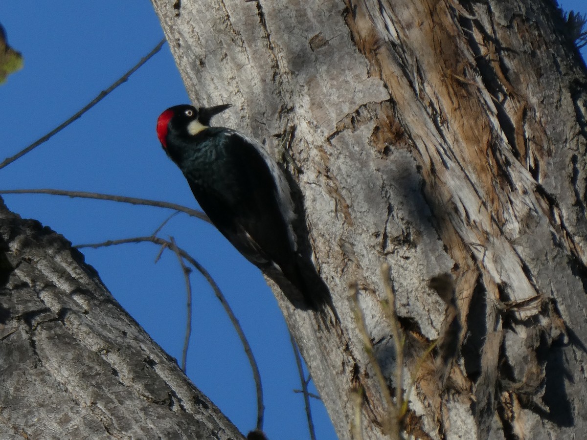 Acorn Woodpecker - ML646006129