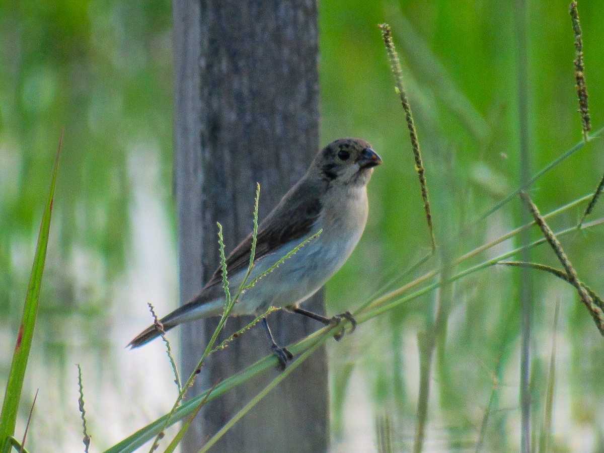 Double-collared Seedeater - ML646006135