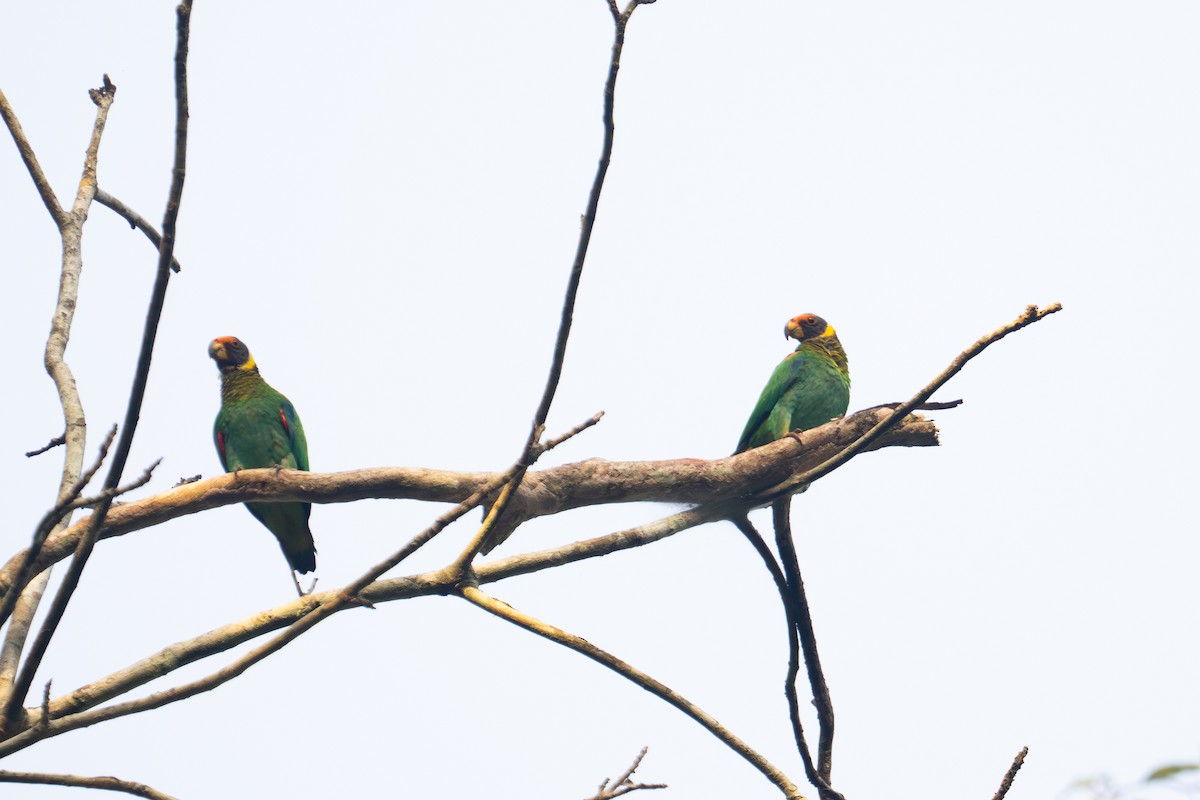 Vulturine Parrot - ML646006136