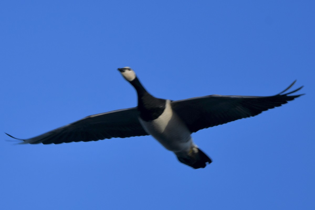 Barnacle Goose - ML646006143