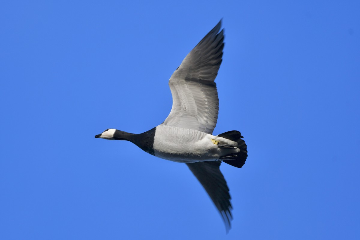 Barnacle Goose - ML646006145