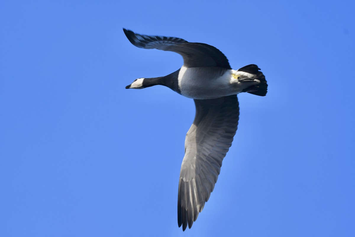 Barnacle Goose - ML646006146