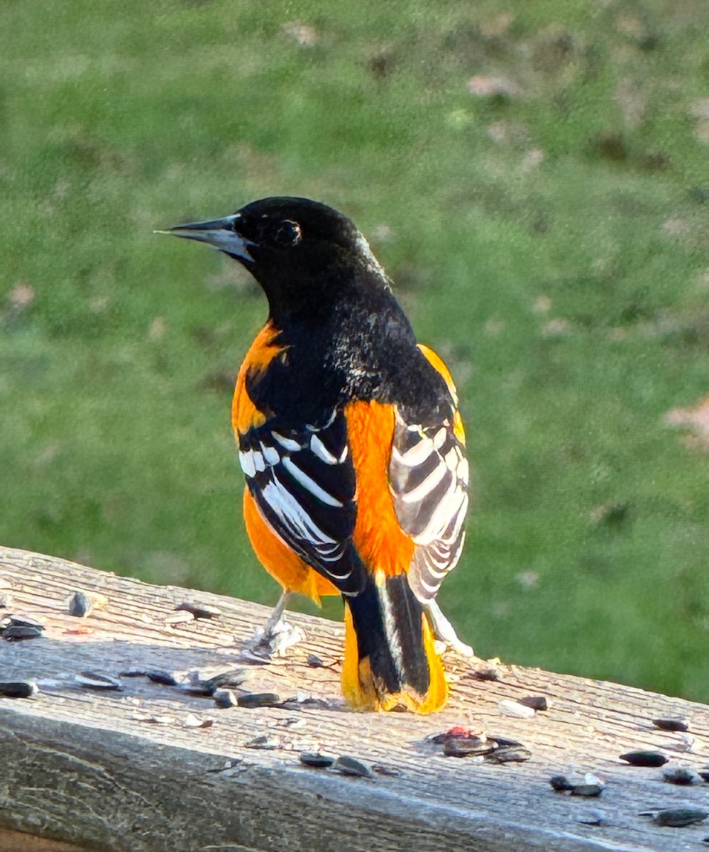 Oriole de Baltimore - ML646006147