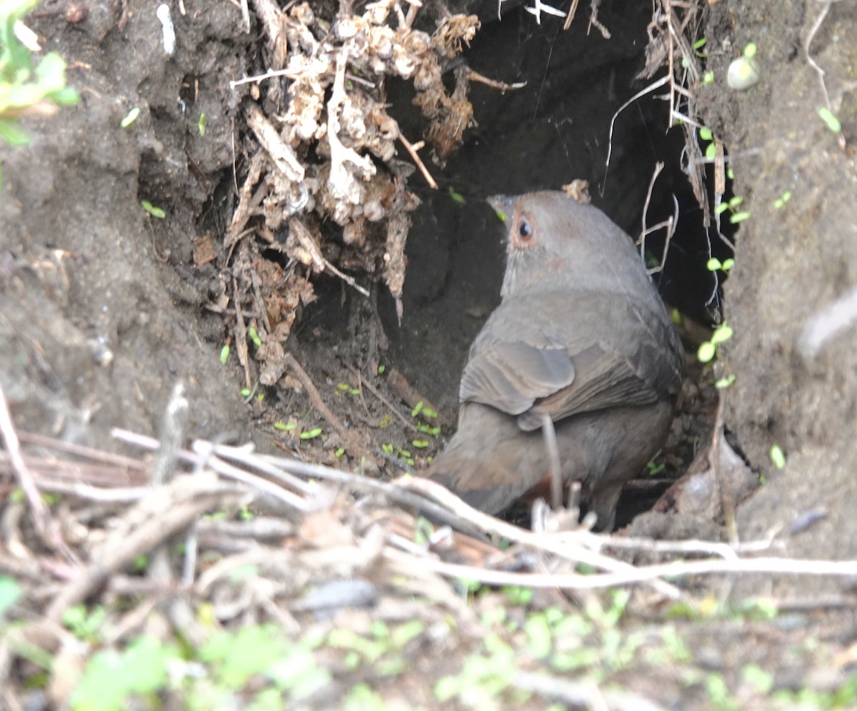 Toquí Californiano - ML646006151