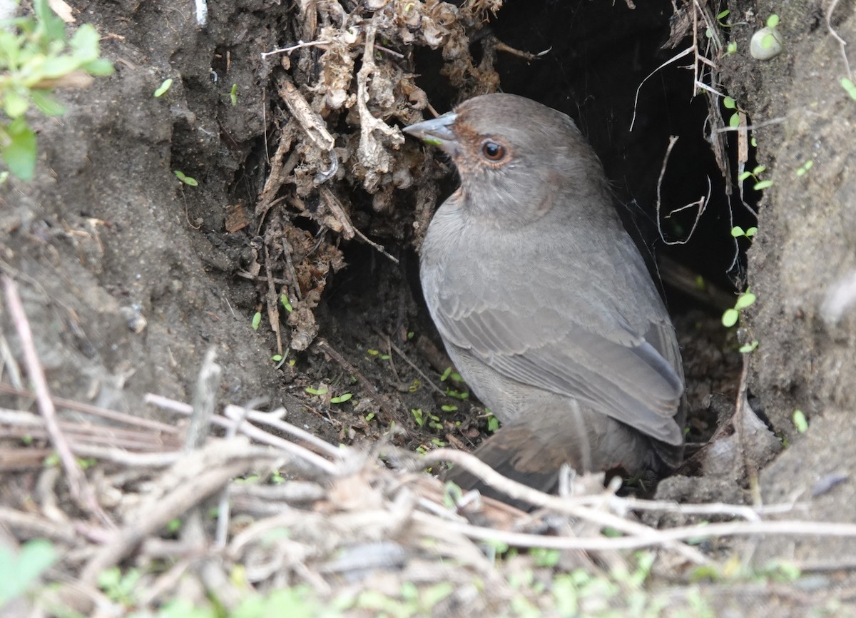 Toquí Californiano - ML646006152