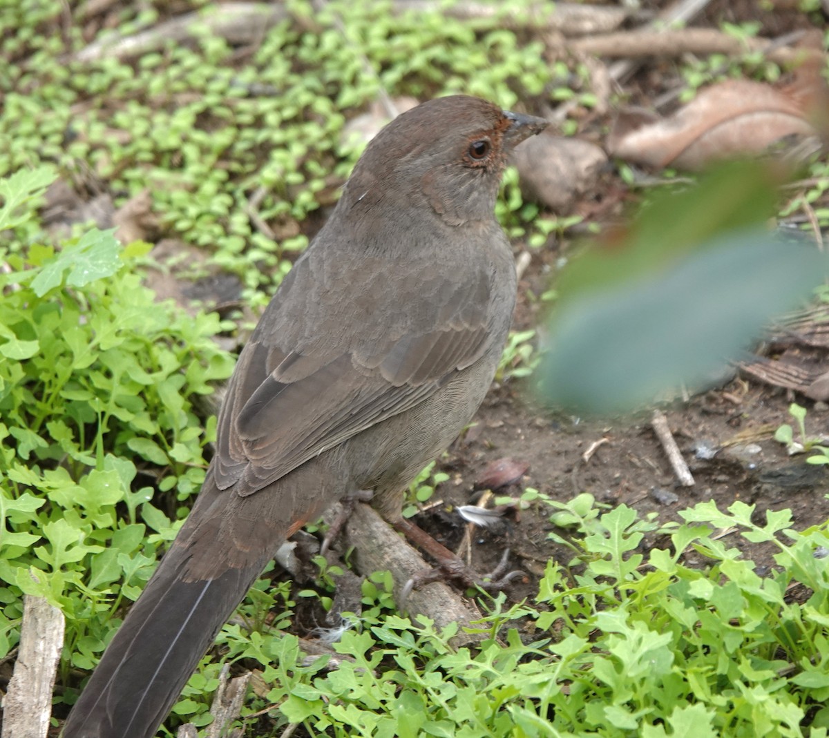 Toquí Californiano - ML646006153