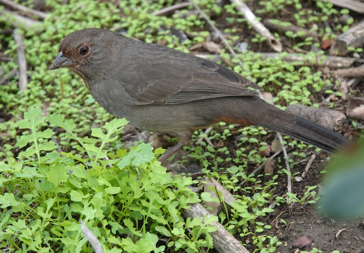 Toquí Californiano - ML646006154