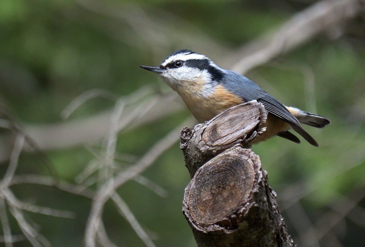 Red-breasted Nuthatch - ML646006162